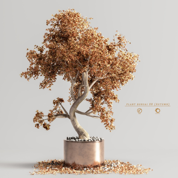 plant bonsai 08  Autumn