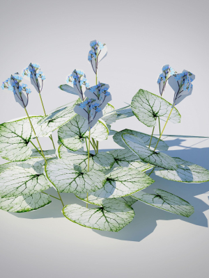 Plant Brunnera Macrophylla-Jack Frost