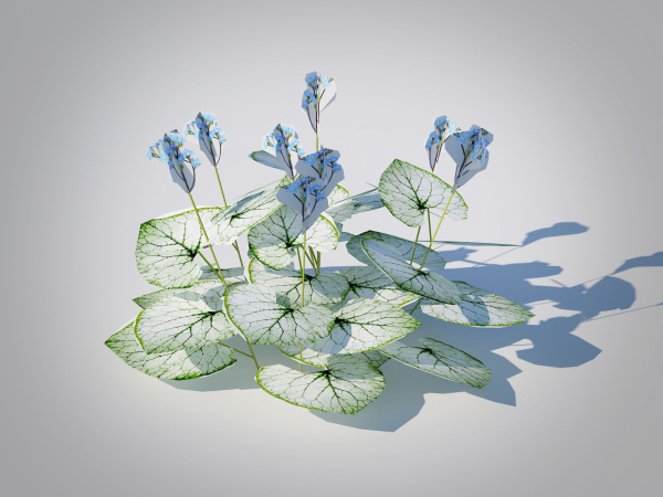 Plant Brunnera Macrophylla-Jack Frost