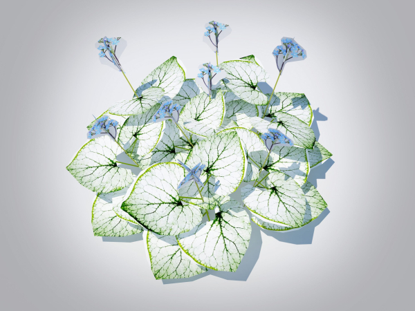 Plant Brunnera Macrophylla-Jack Frost