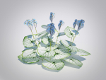 Plant Brunnera Macrophylla-Jack Frost