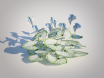Plant Brunnera Macrophylla-Jack Frost