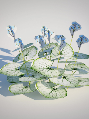 plant-brunnera-macrophylla-jack-frost-3d-model-6a78221d62