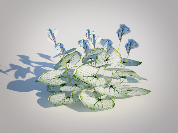 Plant Brunnera Macrophylla-Jack Frost