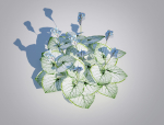 Plant Brunnera Macrophylla-Jack Frost