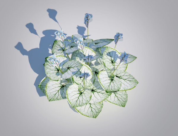 Plant Brunnera Macrophylla-Jack Frost