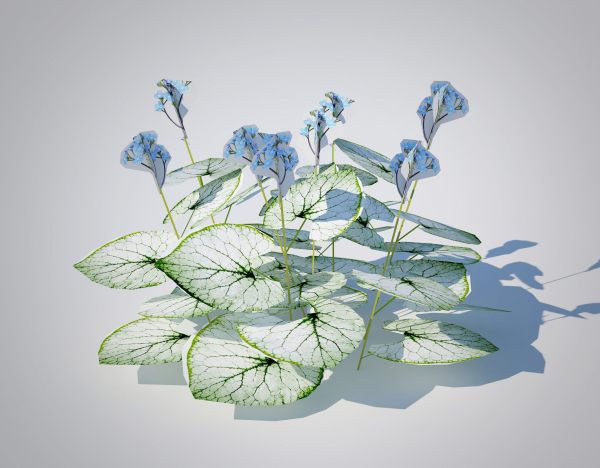 Plant Brunnera Macrophylla-Jack Frost