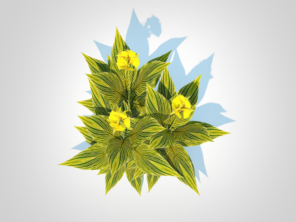 Plant Canna - canna lily  green-yellow