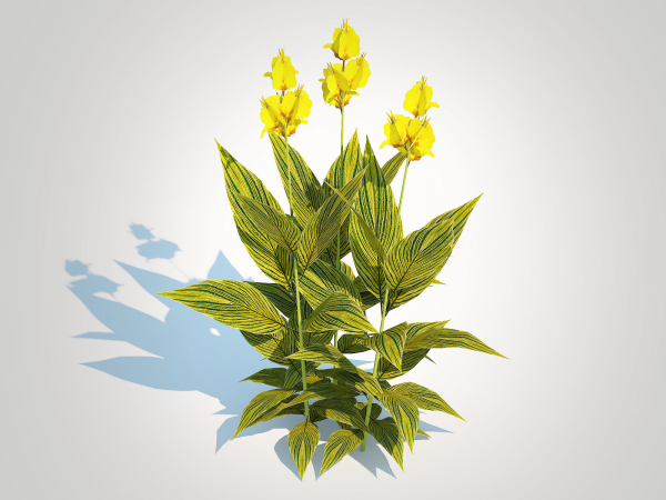 Plant Canna - canna lily  green-yellow