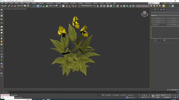 Plant Canna - canna lily  green-yellow