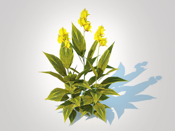 Plant Canna - canna lily  green-yellow