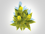 Plant Canna - canna lily  green-yellow