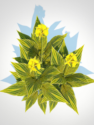 Plant Canna - canna lily  green-yellow