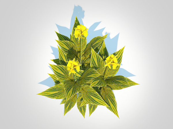 Plant Canna - canna lily  green-yellow
