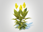 Plant Canna - canna lily  green-yellow