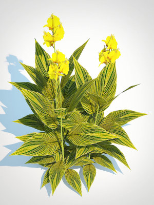 plant-canna-canna-lily-green-yellow-3d-model-f454db5e29