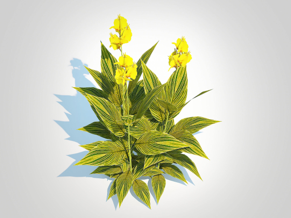 Plant Canna - canna lily  green-yellow