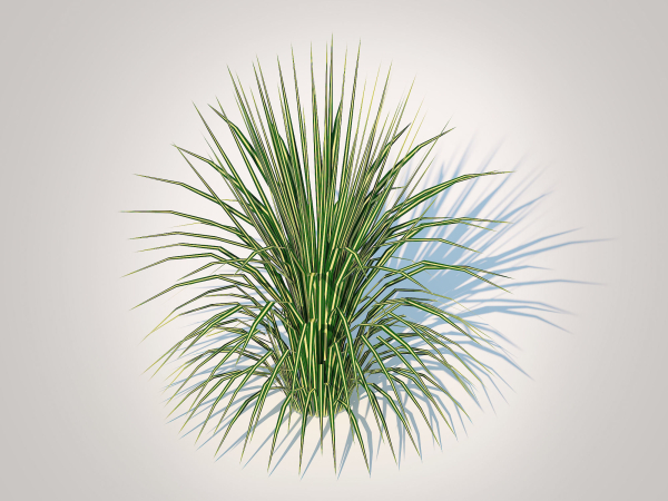 Plant  Carex morrowii-sedge