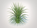 Plant  Carex morrowii-sedge