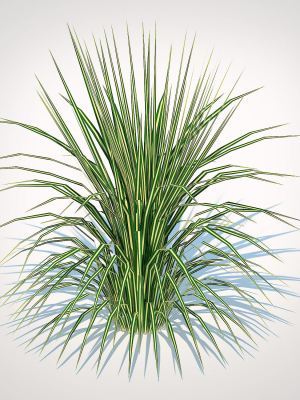 Plant  Carex morrowii-sedge