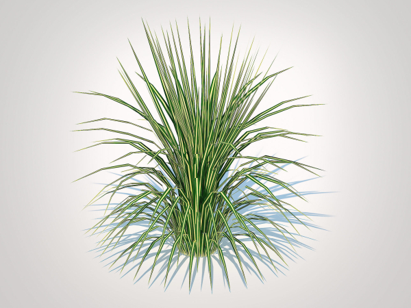 Plant  Carex morrowii-sedge