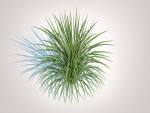 Plant  Carex morrowii-sedge