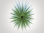 Plant  Carex morrowii-sedge