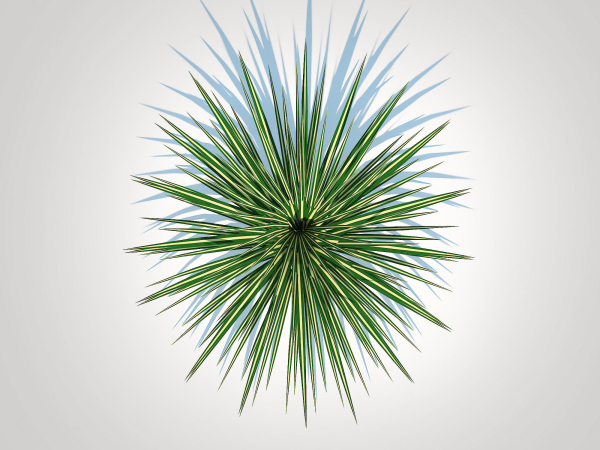 Plant  Carex morrowii-sedge