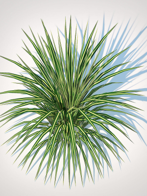plant-carex-morrowii-sedge-3d-model-78c298797e