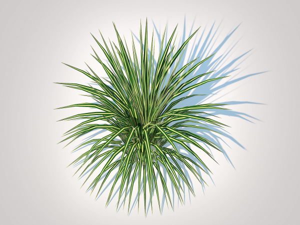 Plant  Carex morrowii-sedge