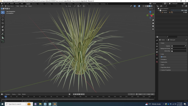 Plant  Carex morrowii-sedge