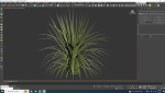 Plant  Carex morrowii-sedge