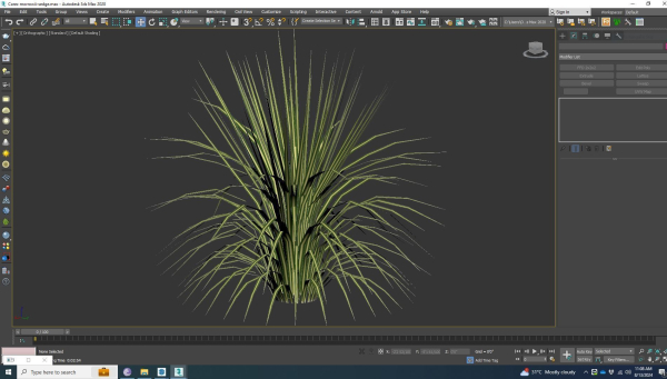 Plant  Carex morrowii-sedge