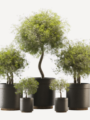 Plant Collection 02