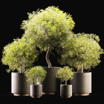 Plant Collection 02