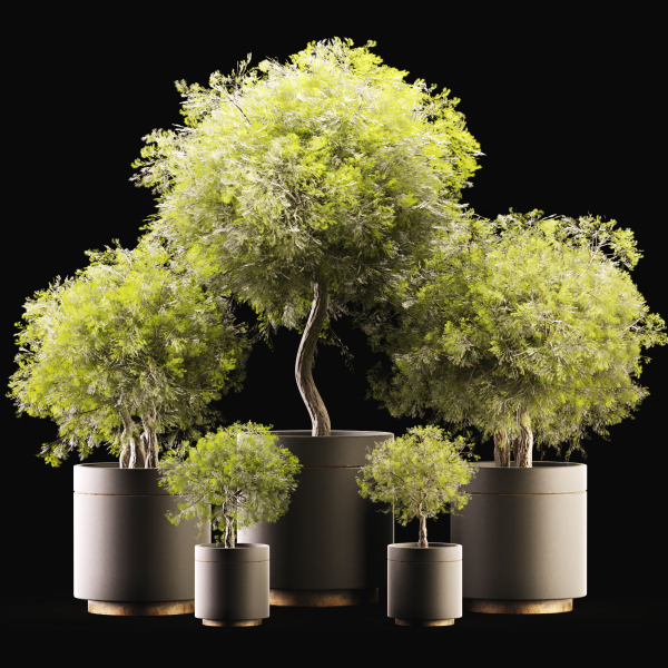 Plant Collection 02