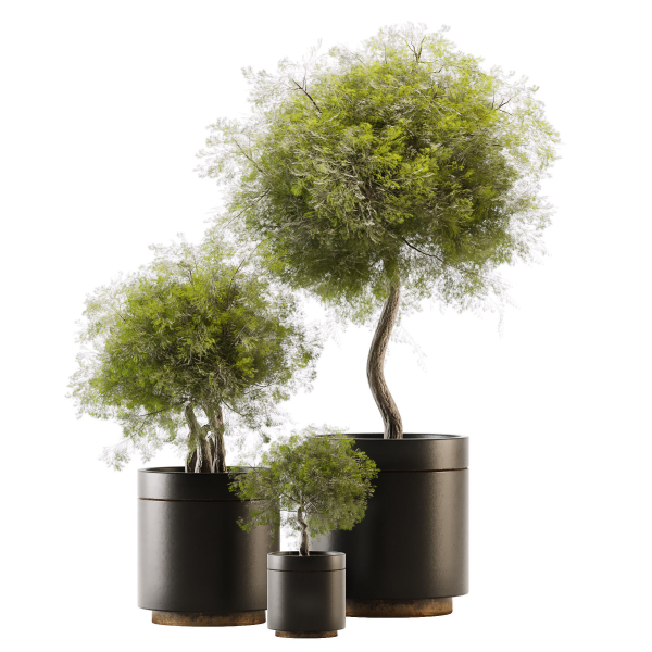 Plant Collection 02