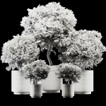 Plant Collection 02