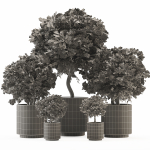 Plant Collection 02