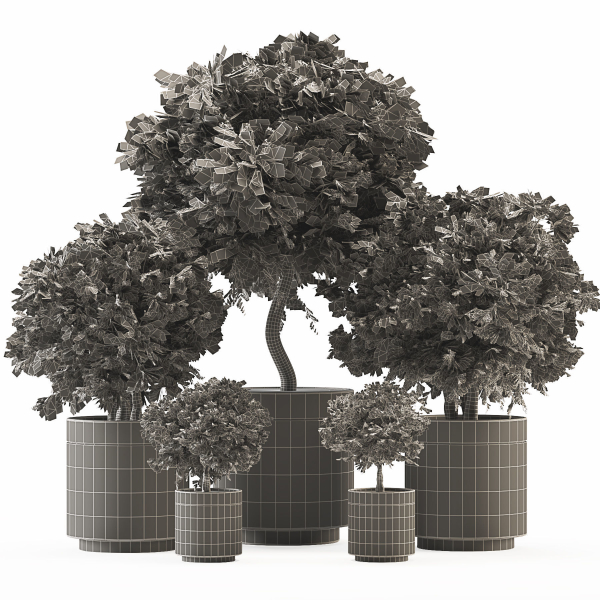 Plant Collection 02
