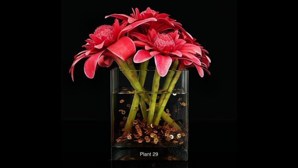 Plant collection 4 flowers in glass vase