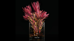 Plant collection 4 flowers in glass vase