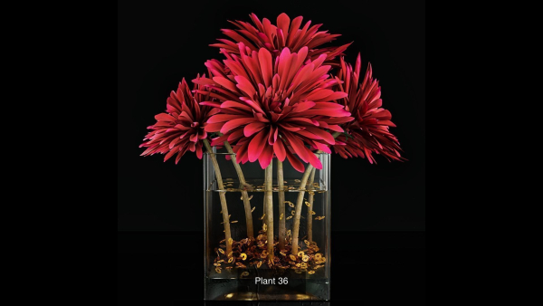 Plant collection 4 flowers in glass vase