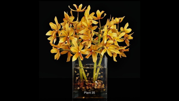 Plant collection 4 flowers in glass vase