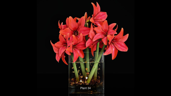 Plant collection 4 flowers in glass vase