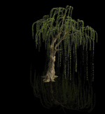 Plant-Forest-Weeping Willow 07