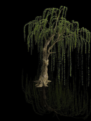 plant-forest-weeping-willow-07-3d-model