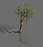 Plant-Forest-Weeping Willow 07