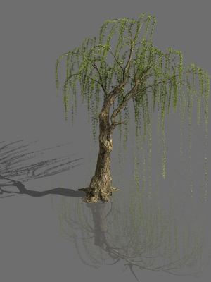 Plant-Forest-Weeping Willow 07