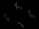 Plant-green-climbing-vine 05